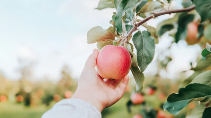 Hand reaching for a ripe red apple on a sunny day in an orchard, symbolizing freshness and harvest...