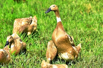 Indonesian local duck activities that look for food and are bred in paddy fields