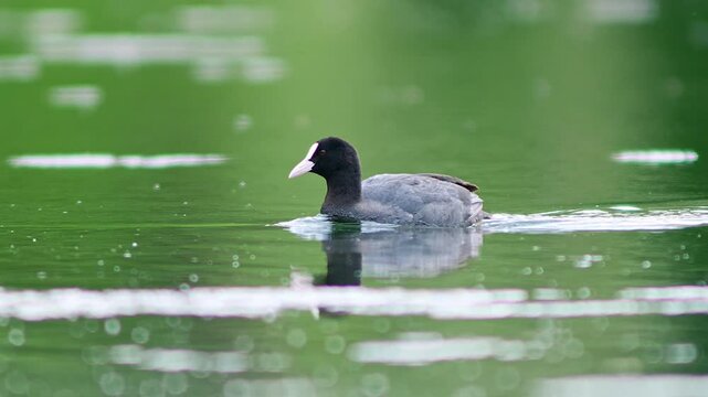 one adult coot (Fulica atra) swims on a lake and looks for food on a sunny summer morning in G&ouml;ttingen - Lower Saxony - Germany - Europe