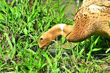 Indonesian local duck activities that look for food and are bred in paddy fields