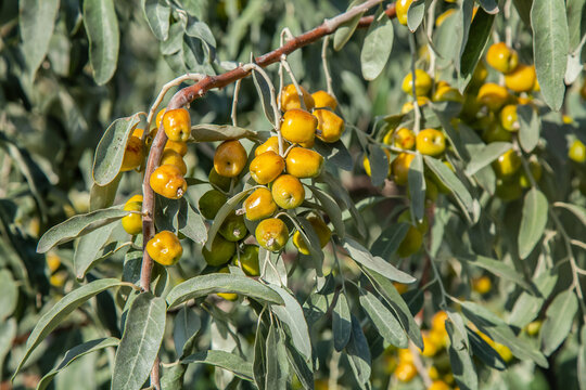 Jida berries on tree. Close-up. Flowering jida tree in Tashkent