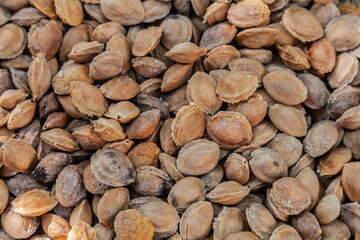Lots of apricot pits as a background close-up. Texture of dried apricot kernels, Top view.