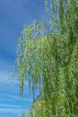 branches of weeping willow tree against sky