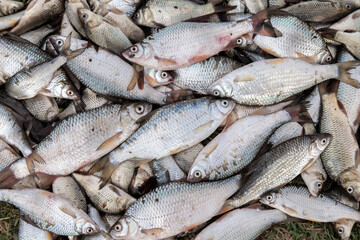 Obraz premium a lot of beautiful fish were caught on the fish, the fish lies on the green grass.