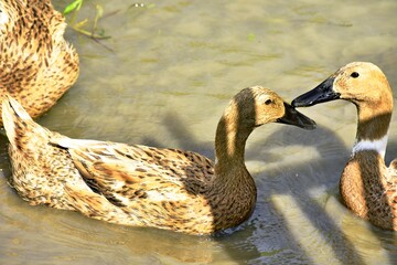 Obraz premium Indonesian local duck activities that look for food and are bred in paddy fields