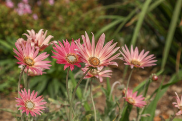 Obraz premium Garden flowers with pink petals