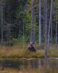 Braunbär in Finnland