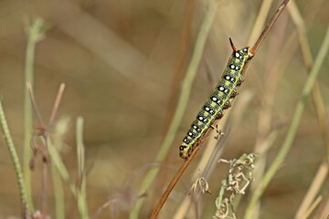 Raupe des Wolfsmilchschwärmers (Hyles euphorbiae) im vorletzten Raupenstadium