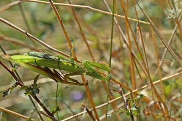 Paarung der Europäischen Gottesanbeterin (Mantis religiosa)