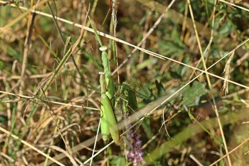 Paarung der Europäischen Gottesanbeterin (Mantis religiosa)