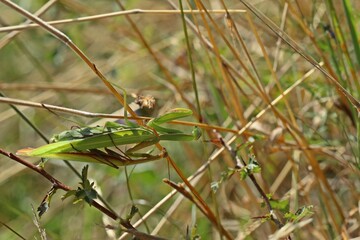 Paarung der Europäischen Gottesanbeterin (Mantis religiosa)
