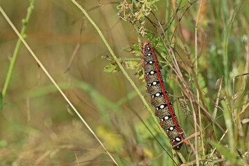 Ausgewachsene Raupe des Wolfsmilchschwärmers  (Hyles euphorbiae)
