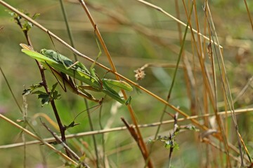 Paarung der Europäischen Gottesanbeterin (Mantis religiosa)