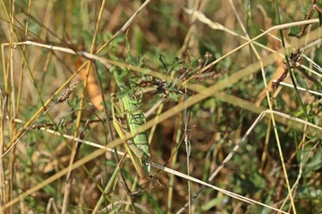 Paarung der Europäischen Gottesanbeterin (Mantis religiosa)