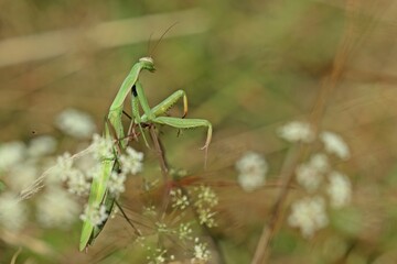 Weibliche Europäische Gottesanbeterin (Mantis religiosa) an Wilder Möhre (Daucus carota)