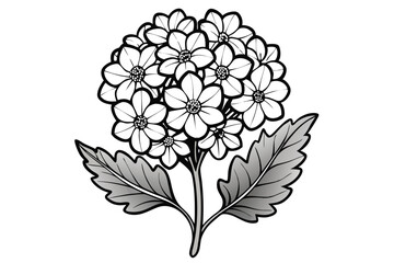 Verbena flower vector illustration on white background