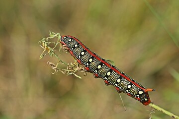 Ausgewachsene Raupe des Wolfsmilchschwärmers  (Hyles euphorbiae)