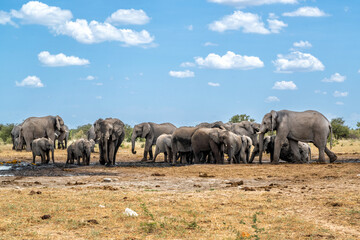 Elephant herd visting a waterhole in Etosha National Park in Namibia