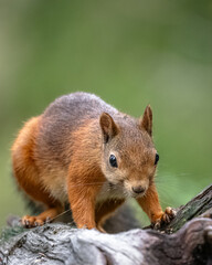 Eichhörnchen