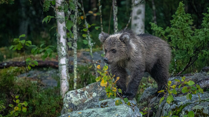 Fototapeta premium Braunbär in Finnland