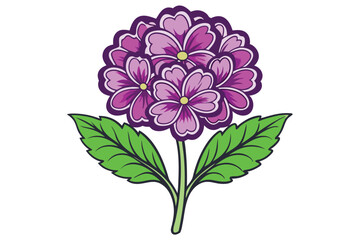 Verbena flower vector illustration on white background