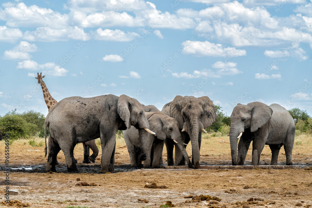 Poster Elephant herd visting a waterhole in Etosha National Park in Namibia