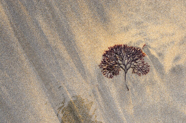 A small piece of seaweed lying on a sandy beach, lit by soft sunlight.