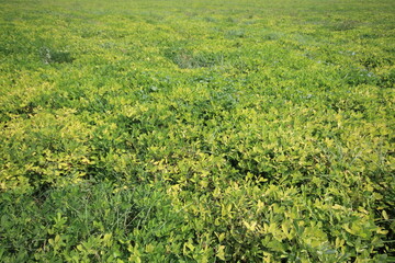 peanut field in summer in Turkey