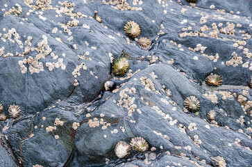 Close-up of barnacles and sea urchins attached to wet black rocks by the sea.