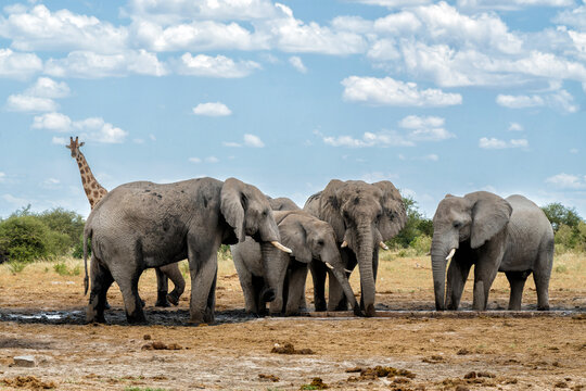 Elephant herd visting a waterhole in Etosha National Park in Namibia