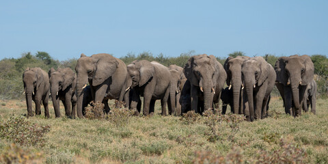Elephant herd walking on the plains after visiting a waterhole in Etosha National Park in Namibia