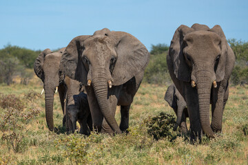 Elephant herd walking on the plains after visiting a waterhole in Etosha National Park in Namibia