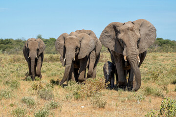 Fototapeta premium Elephant herd walking on the plains after visiting a waterhole in Etosha National Park in Namibia