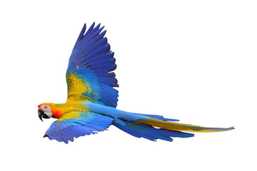 Colorful flying Camelot Macaw parrot isolated on transparent background png file