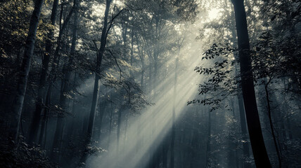 Fototapeta premium A moody high contrast image of forest with dappled sunlight filtering through trees, creating an ethereal atmosphere. interplay of light and shadow evokes sense of tranquility and mystery