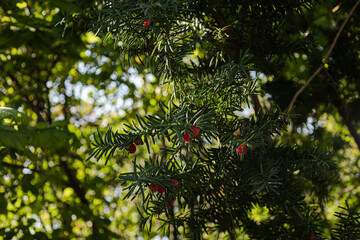 Conifer and red berries