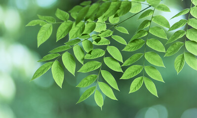 Green leaves background. Selective and soft focus. Copy space.	