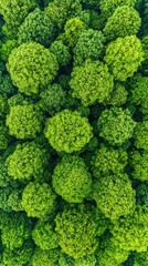 Fototapeta premium This aerial perspective highlights the vibrant greens of a dense forest, with a thick canopy that reveals the beauty of ancient trees in a serene environment