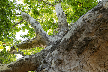 Obraz premium sycamore tree bottom view