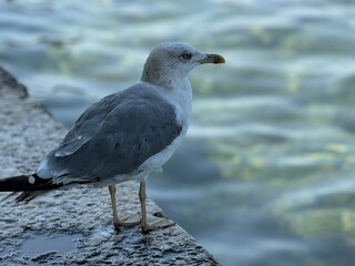 seagull on the beach