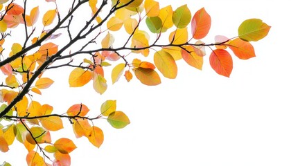 Colorful Autumnal Leaves Isolated on a White Background