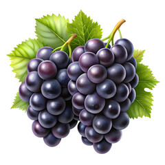 Fototapeta premium Clusters of black grapes isolated on a transparent background PNG