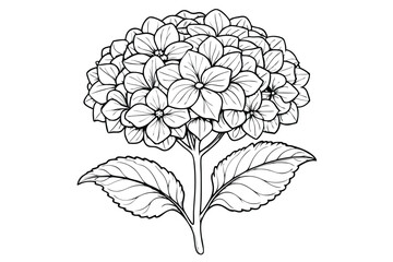 Verbena flower vector illustration on white background