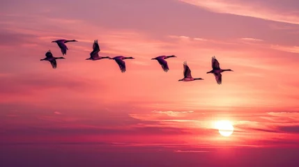 A breathtaking flock of migrating birds gracing the horizon against a stunning sunset sky, painting a beautiful evening scene.