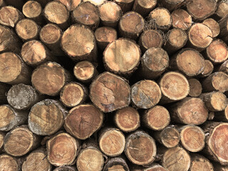 Pile of log trunks, logging timber wood industry before turn it into wooden product. Firewood. Lumber wood. Wood texture. Trunk with cracks and sawed annual rings, cut of surface of wooden stump.