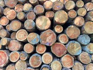 Pile of log trunks, logging timber wood industry before turn it into wooden product. Firewood. Lumber wood. Wood texture. Trunk with cracks and sawed annual rings, cut of surface of wooden stump.
