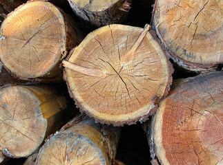 Pile of log trunks, logging timber wood industry before turn it into wooden product. Firewood. Lumber wood. Wood texture. Trunk with cracks and sawed annual rings, cut of surface of wooden stump.