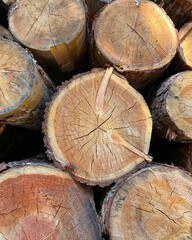 Naklejka premium Pile of log trunks, logging timber wood industry before turn it into wooden product. Firewood. Lumber wood. Wood texture. Trunk with cracks and sawed annual rings, cut of surface of wooden stump.