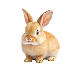 Obraz premium Adorable Fluffy Brown Rabbit with Big Ears Sitting Against Background