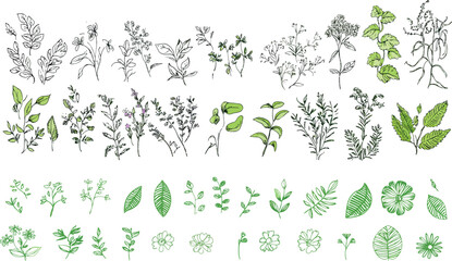 Hand drawn line herb and elegant wildflowers for wedding invites, save the date cards.